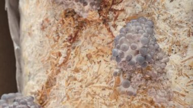 4K İstiridye Mantarı Hızlandırması. Yakın plan. Sağlıklı ECO yemeği. Biyoloji çiftliğinde yenilebilir mantar yetiştirilir. Gıda üretim işi.