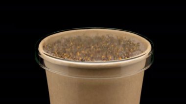 4K Time Lapse of Arugula sprouts microgreens growing under a glass cap. Germinating seeds for micro greens. Sprouts of edible plants timelapse on black background. Healthy food. Home gardening.