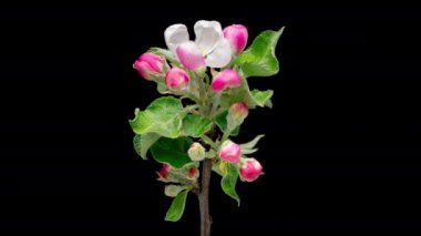 4K Time Lapse of blooming Apple flowers on black background. Spring timelapse of opening beautiful flowers on branches Apple tree.