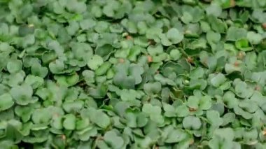 Arugula 'nın 4K Zaman Süreleri mikro yeşillikler yetiştiriyor - makro çekim. Mikro yeşillikler için tohum ekiyorum. Yenilebilir bitkilerin filizleri zaman ayarlı - üst görünüm, dönüşümlü. Sağlıklı yiyecekler. Evde bahçıvanlık. Eko çiftliği.