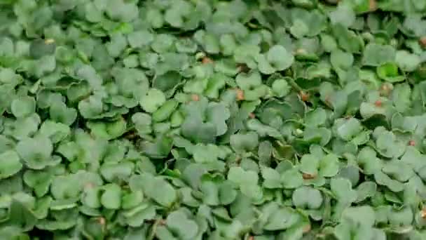 Time Lapse Arugula Sprouts Microgreens Growing Macro Shot Germinating Seeds — Vídeo de Stock