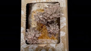 4K Time Lapse of Oyster mushrooms growing on black background. Healthy ECO food. Edible mushroom grow on Bio farm. Food production business.