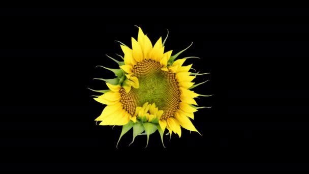 Zeitraffer Öffnung Gelber Sonnenblumenkopf Isoliert Auf Schwarzem Hintergrund Zeitraffer Schöner — Stockvideo