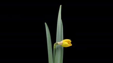 Siyah arka planda bulunan sarı Narcissus çiçeklerinin açılışı 4K zaman aşımı. Nergislerin zaman çizelgesi yakın plan. Güzel bahar çiçeklerinin açılışı zaman aşımı.