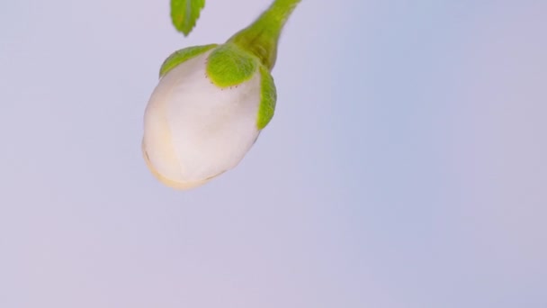 Time Lapse Flowering White Flowers Cherry Plum Tree Branch Blue — Vídeo de stock