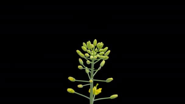 Time Lapse Beautiful Rapeseed Flowers Isolated Black Background Time Lapse — Stockvideo