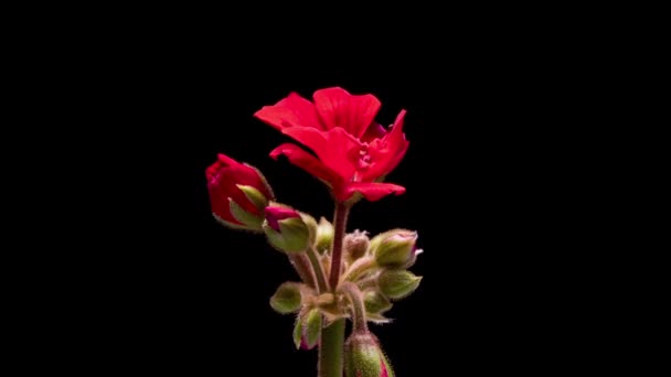 黒の背景に赤いゼラニウムの花の時間の経過を開きます 美しい花のタイムラプス Pelargonium花 — ストック動画