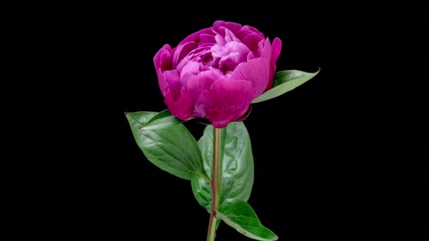 Time Lapse Blooming Pink Peony Flower Isolated Black Background Timelapse — Vídeo de Stock
