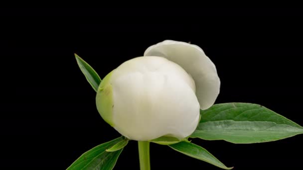 Zeitraffer Der Blühenden Weißen Pfingstrose Blume Isoliert Auf Schwarzem Hintergrund — Stockvideo