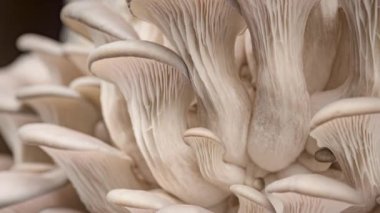 4K İstiridye Mantarı Hızlandırması. Yakın plan. Sağlıklı ECO yemeği. Biyoloji çiftliğinde yenilebilir mantar yetiştirilir. Gıda üretim işi.