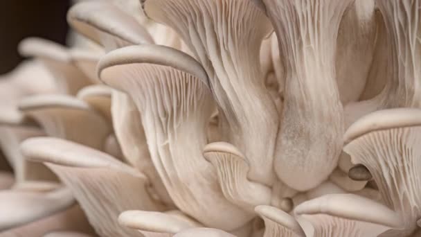 Time Lapse Oyster Mushrooms Growing Close Healthy Eco Food Edible — Vídeos de Stock