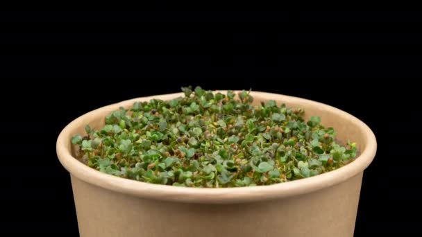 Time Lapse Arugula Sprouts Microgreens Growing Black Background Germinando Sementes — Vídeo de Stock