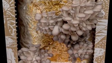 Time Lapse of Oyster mushrooms growing - close-up. Healthy ECO food. Edible mushroom grow on Bio farm. Food production business.