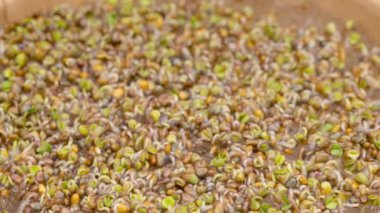4K Time Lapse of Arugula sprouts microgreens growing - macro shot. Germinating seeds for micro greens. Sprouts of edible plants timelapse - top view, rotating. Healthy food. Home gardening. Eco farm.
