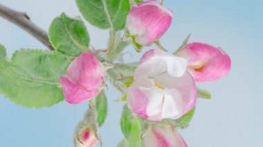 Time Lapse of blooming Apple flowers on blue sky background. Spring timelapse of opening beautiful flowers on branches Apple tree.
