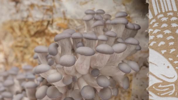 Time Lapse Oyster Mushrooms Growing Close Healthy Eco Food Edible — Αρχείο Βίντεο