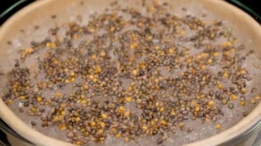 4K Time Lapse of Arugula sprouts microgreens growing under a glass cap. Germinating seeds for micro greens. Sprouts of edible plants timelapse on black background. Healthy food. Home gardening.