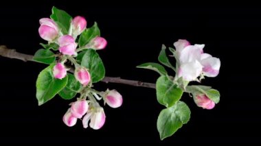 Time Lapse of blooming Apple flowers on black background. Spring timelapse of opening beautiful flowers on branches Apple tree.