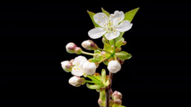 Siyah arka planda çiçek açan beyaz kiraz çiçeklerinin 4K Zaman Süreleri. Kiraz ağacının dallarında açan çiçeklerin bahar zamanı..