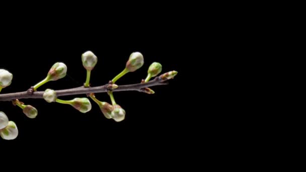 Time Lapse Flowering White Flowers Cherry Plum Tree Branch Isolated — Vídeo de stock