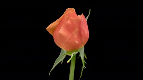 Time Lapse Virágzó Narancs Rózsa Virág Elszigetelt Fekete Háttérrel Rózsaszirmok — Stock videók