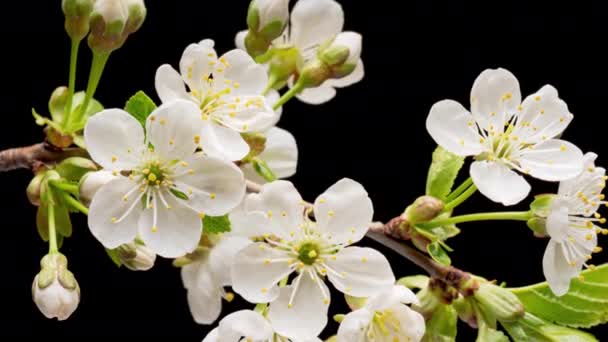 Zeitraffer Blühender Weißer Kirschblüten Auf Schwarzem Hintergrund Zeitraffer Des Frühlings — Stockvideo