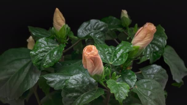 Siyah Arkaplanda Çiçek Açan Pembe Amber Çiçeğinin Zaman Hızı — Stok video