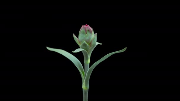 Time Upadek Kwitnącego Czerwonego Kwiatu Goździka Odizolowanego Czarnym Tle Piękne — Wideo stockowe