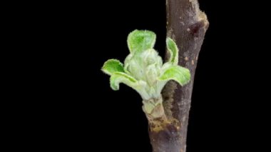 4K Time Lapse of blooming Apple flowers on black background. Spring timelapse of opening beautiful flowers on branches Apple tree.