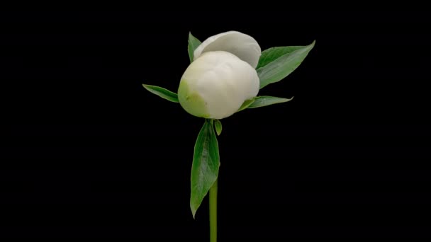 Time Lapse Blooming White Peony Flower Isolated Black Background Timelapse — Stok video