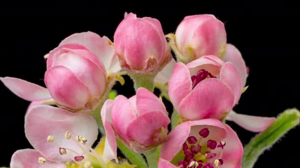 Zeitraffer Eines Blühenden Baumes Mit Rosa Blüten Isoliert Ach Schwarzem — Stockvideo