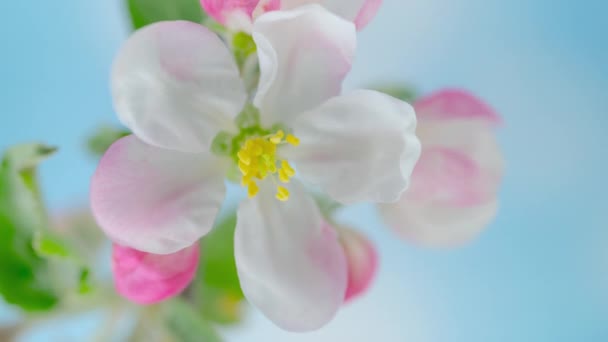 Time Lapse Blooming Apple Flowers Blue Sky Background Spring Timelapse — Vídeo de stock