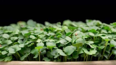 4K Time Lapse of Arugula sprouts microgreens growing on black background. Germinating seeds for micro greens. Sprouts of edible plants timelapse. Healthy food. Home gardening. Eco farm.
