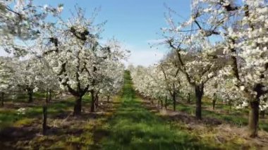 Çiçek açan kiraz ağaçlarının hava manzarası. Baharda çiçek açan bahçe. Çiçek açan meyve ağaçlarının drone görüntüsü.