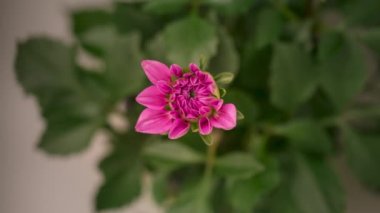 Çiçek açan pembe Dahlia 'nın 4K Zaman Süreleri. Güzel bir çiçek yetiştirip açmanın zamanı, en üst manzara. Zaman atlamalı yakın çekim.