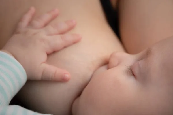 新生婴儿吸母乳 漂亮而宁静的孩子在哺乳时安安静静地睡觉 肖像画 图库图片