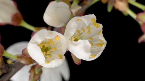 4K時間背景に隔離された木の枝に桜梅の白い花を開花させることの失効 春の時間の経過野生の梅の花を開く クローズアップ — ストック動画