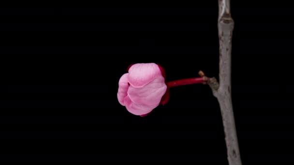 Czas Upadek Kwitnącej Gałęzi Różowymi Kwiatami Wiśni Wiosna Wiosenna Gałąź — Wideo stockowe