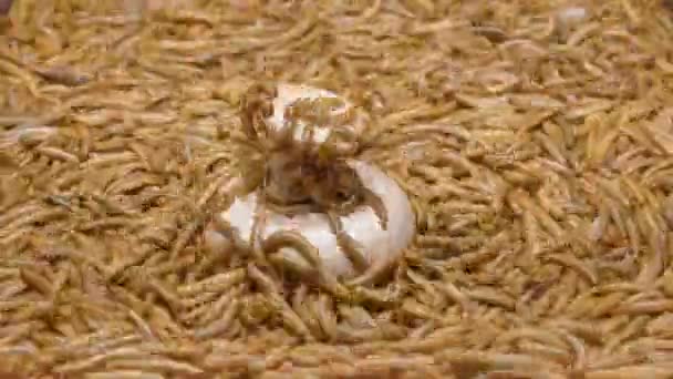 Time Lapse Mealworms Comer Champiñones Frescos Champignon — Vídeos de Stock