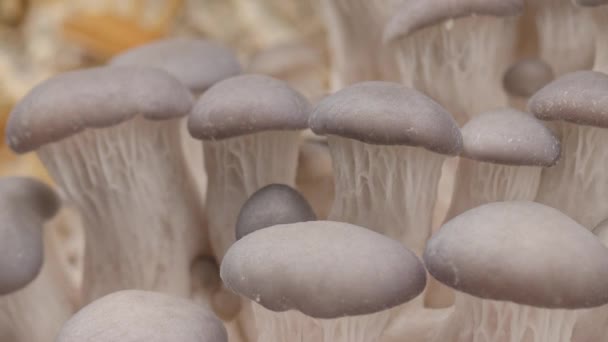 Time Lapse Oyster Mushrooms Growing Close Healthy Eco Food Edible — Αρχείο Βίντεο