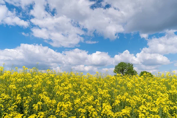 Flowering Canola Rapeseed Cultivated Field Sunny Spring Day Blooming Rapeseed — Stock Photo, Image