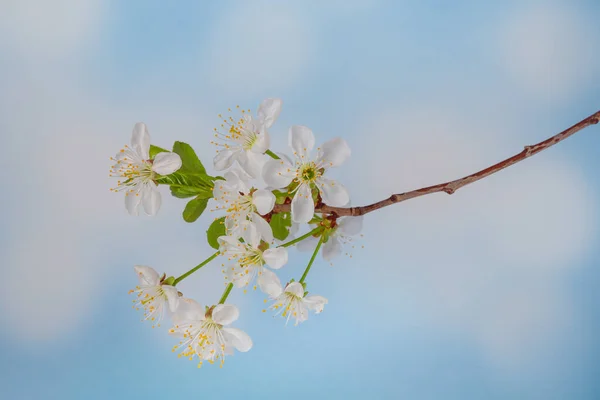 雲のある青空を背景に春の白い花を咲かせる桜の枝 ストックフォト