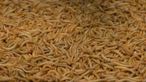 Viele Mehlwürmer Fressen Frische Champignon Pilze Nahaufnahme — Stockvideo