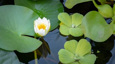 Beyaz Su Zambağı çiçeği açılır. Gölde açan Nymphaea yapraklarla çevrilidir. Gölde yansıması olan güzel Lotus..