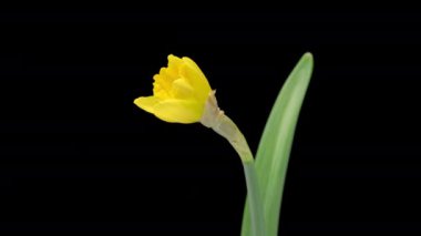 Siyah arka planda bulunan sarı Narcissus çiçeklerinin açılışı 4K zaman aşımı. Nergislerin zaman çizelgesi yakın plan. Güzel bahar çiçeklerinin açılışı zaman aşımı.