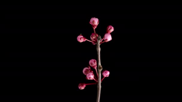 Time Lapse Virágzó Rózsaszín Cseresznyevirágzással Tavasszal Időzített Tavaszi Faág Virágokkal — Stock videók