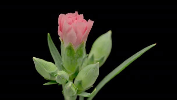 Time Lapse Blooming Red Carnation Flower Isolated Black Background Beautiful — Stock Video