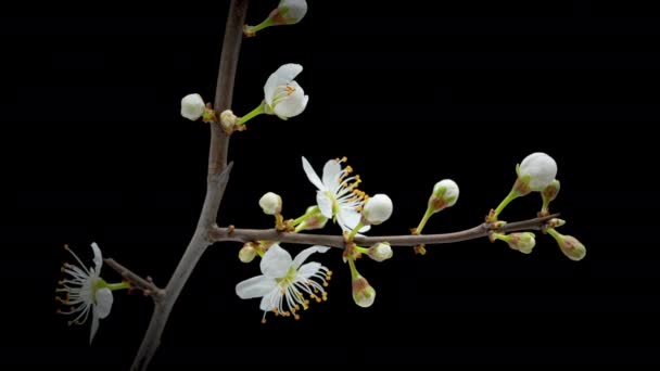 4K开花的樱桃花在独立于背景的树枝上的时间流逝 春时光流逝的野生梅花绽放 — 图库视频影像