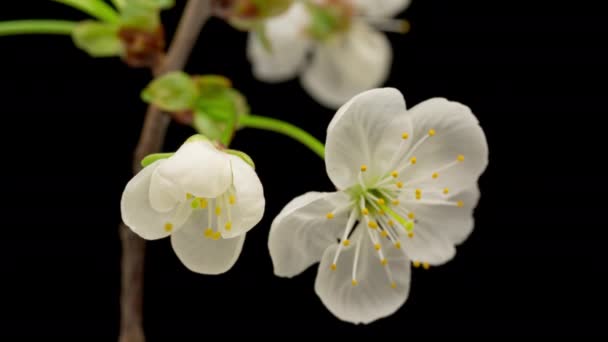 Czas Upadek Kwitnących Białych Kwiatów Wiśni Czarnym Tle Wiosna Timelapse — Wideo stockowe