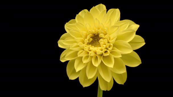 Czas Upadek Kwitnącej Żółtej Dahlii Timelapse Uprawy Otwarcia Piękny Kwiat — Wideo stockowe